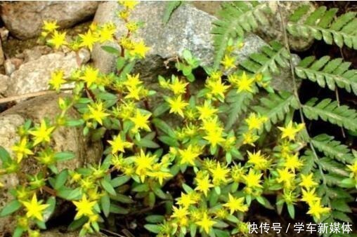 农村常见的“1种野草”，看到别铲除，挖1棵回家，做盆栽很漂亮！