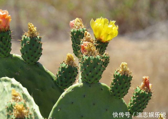 浇水|仙人掌都能养死,那你真是个“高手”,是不是“勤快”用错地方了