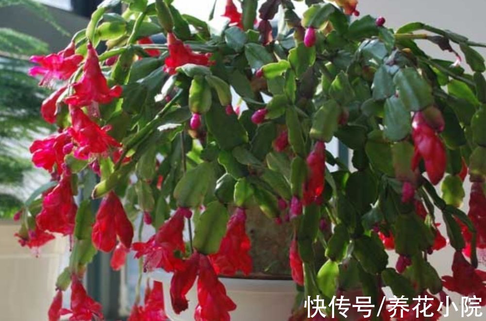 扦插|9月养上4种花,开花漂亮好管理,赶上冬春季节开花