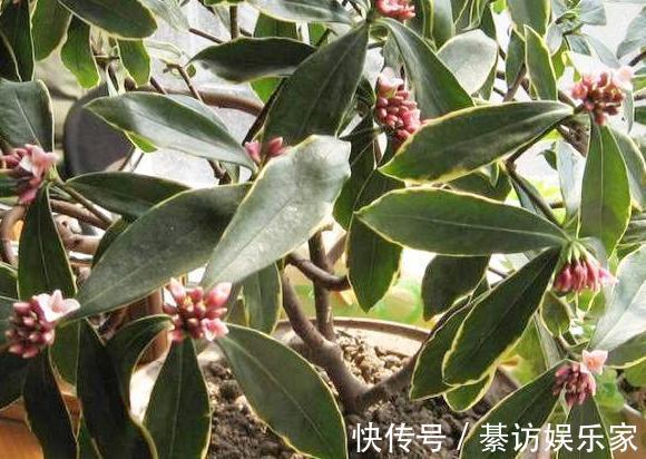 养花|养月季、茉莉不如盆栽金边瑞香,花期长、花朵多,花开满屋飘香