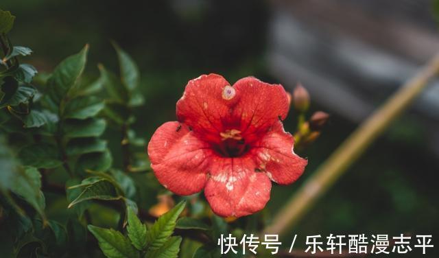 双鱼座|8月起，桃花围绕，偶遇真爱