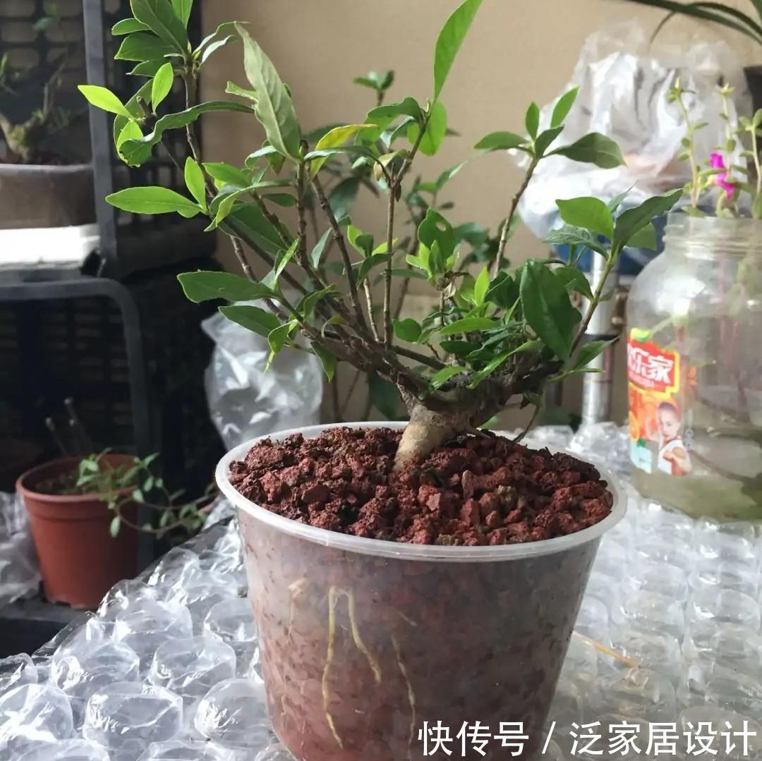 喝完饮料的瓶子不要丢，切一刀，扎三个孔，用来养花省钱又环保