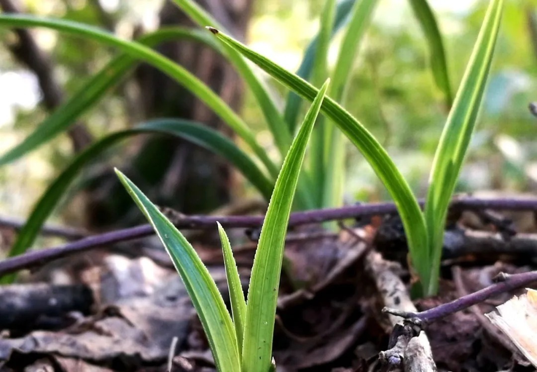 野生|家养兰花常发病，为什么野外的兰花病害少？兰友一语道破玄机