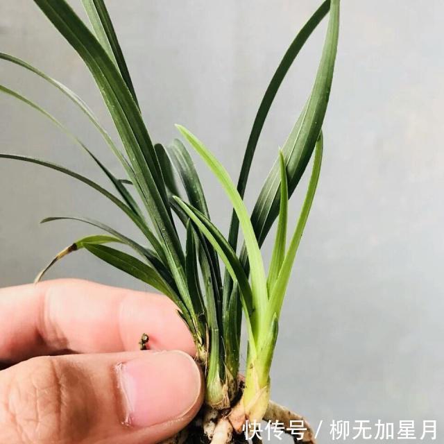 斑点|春天买兰花,学会“看3处”,服盆快、新芽多,当年就开花