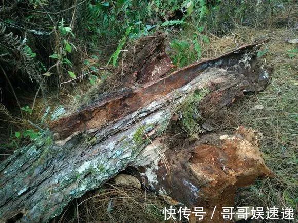 树皮|养花最怕烂根,盆底垫点料,盆土透气排水畅快,根粗叶绿开花勤