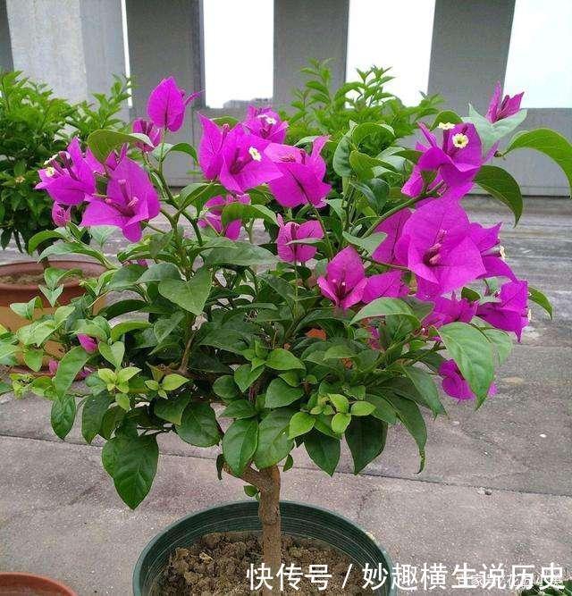 45种三角梅品种,红、橙、黄、绿、白、紫,每一种都很好看!