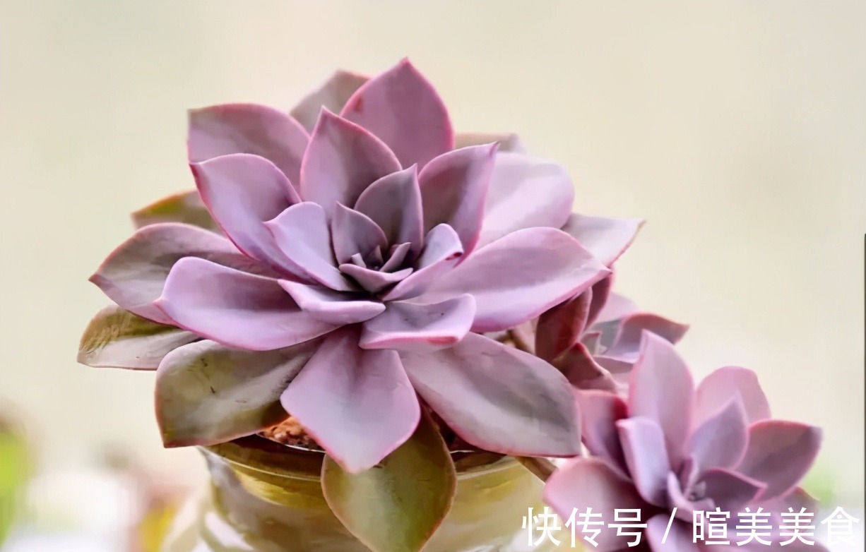 新芽|多肉初恋不长个,避开这“三怕”,猛蹿新芽,缀化成群生小老桩