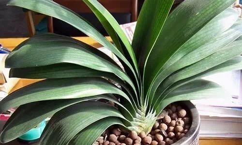 君子兰“长歪了”，调整方法很重要，错一点花箭都不冒