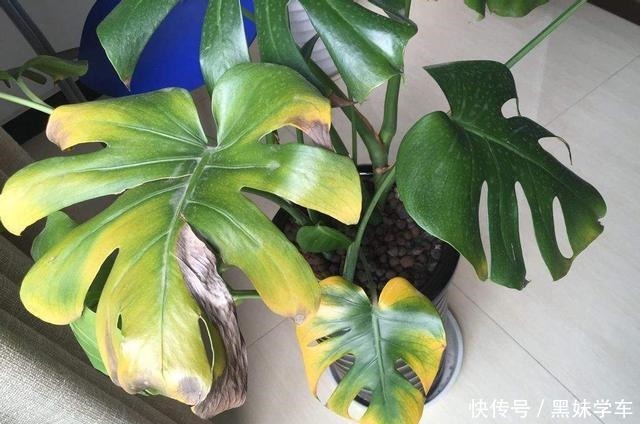 叶子莫名其妙总是黄,问题出在了土壤,加上这2种东西轻松解决!