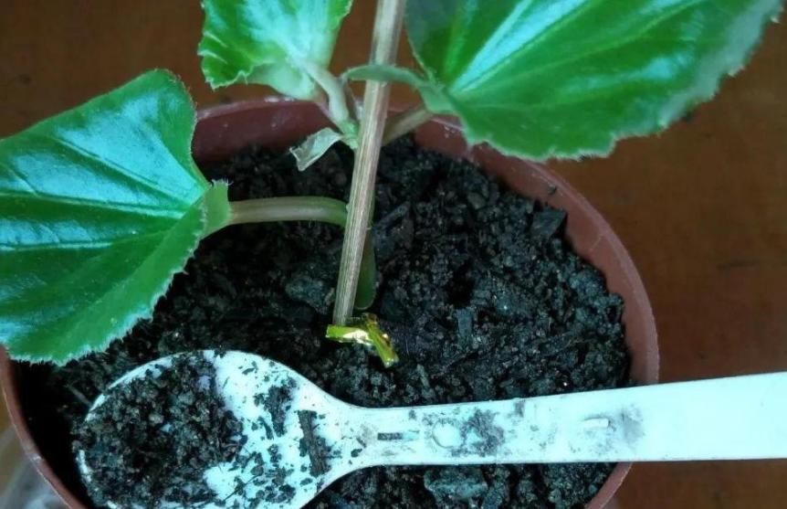 花草枝叶爱泛黄,多半是因为土壤里缺了它,浇点醋水就好