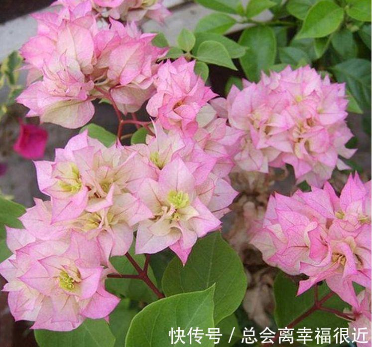 养花就养这几款，全年开花不停，花香四溢飘满屋，美爆了