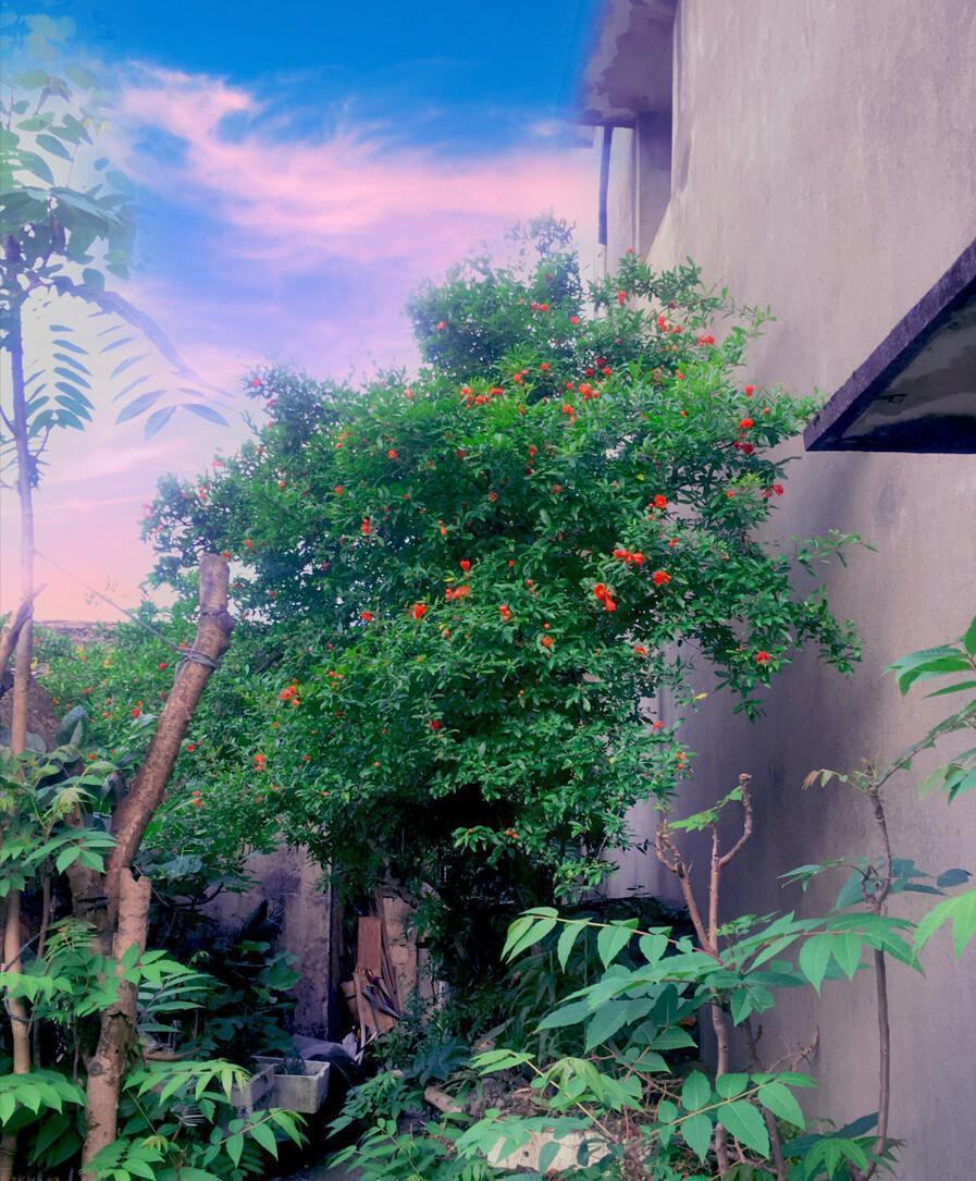 佛手|院子里适合种7种“镇宅树”,随便种一棵,“旺财添福”更旺家