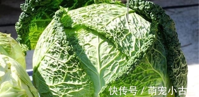 番茄|它叫“不死菜”,富含叶酸,维生素是番茄的3倍,开春吃它正合适