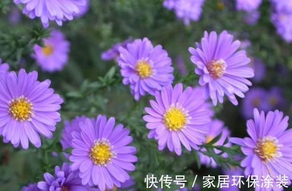 农历7月9日开始 养花养个耐看的 花大色艳花期长 四季花开 粉紫色