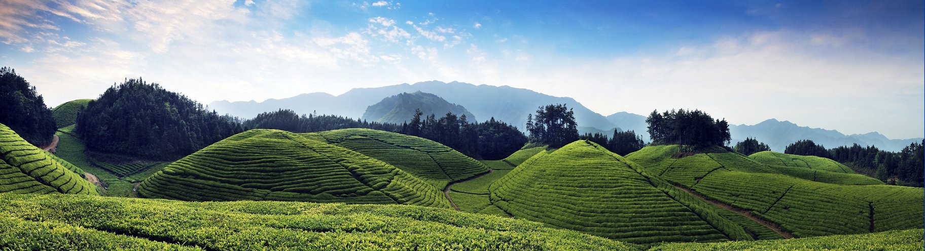 鹤峰木耳山：清明雨后好风光 最美茶山四月天