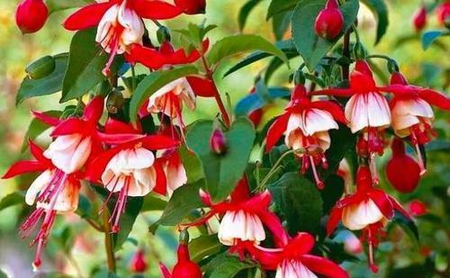 4种花“夏必死”,不建议春季买,新手花友慎养,秋天再买也不迟