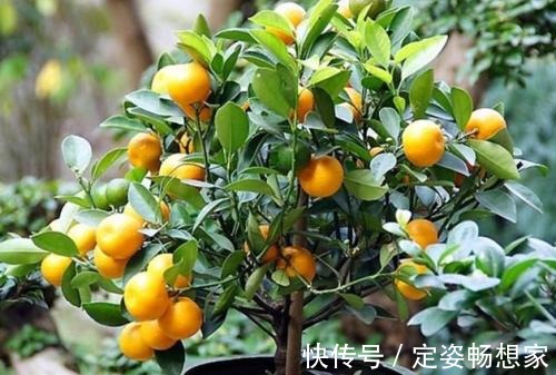 植物最好看的就是果实，家里种上一盆，不仅好看而且好吃！