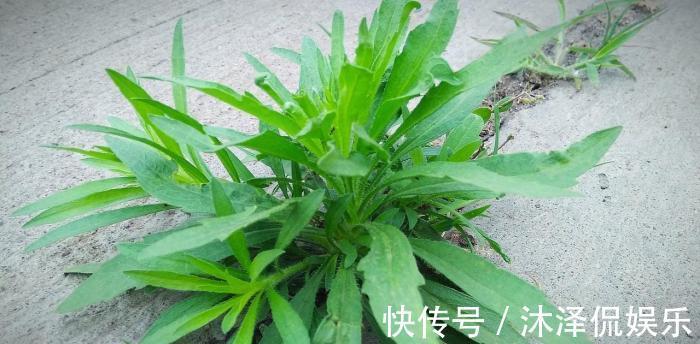 农民朋友|此物名为“醉酒草”，是治疗肠胃“特效药”，路边就有，见了带走