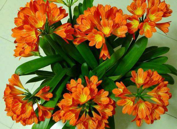 啥黄豆、药片水都不如它！扔水里，秒变万能水，比花肥强100倍