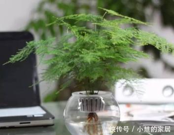 叶子|还在为文竹叶子发黄掉落了而苦恼吗?找准原因一招搞定