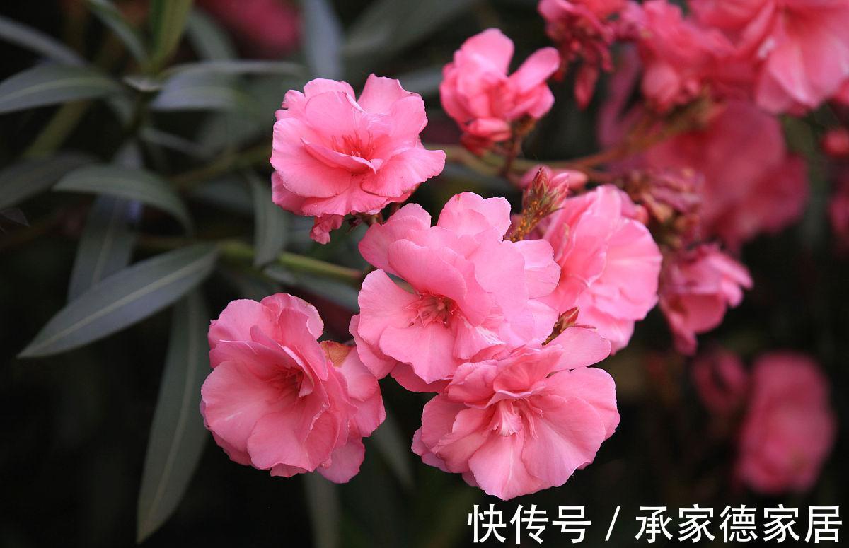 秋季|秋天最美花有哪些?给你推荐10种,看和你想的一样不?