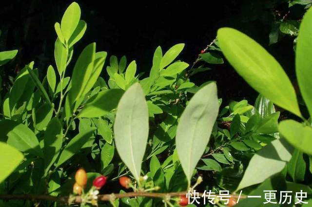 可口可乐|有人说可乐是一味中药,早就被记载在《本草纲目》里,是真的吗?