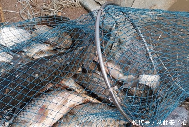 想钓大鲤鱼很难么教你4招钓到手软,3斤一下直接放生!