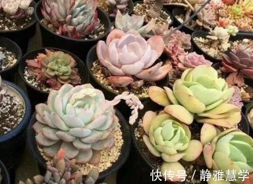 马上要降温了，多肉植物怕冻吗？这几点要注意