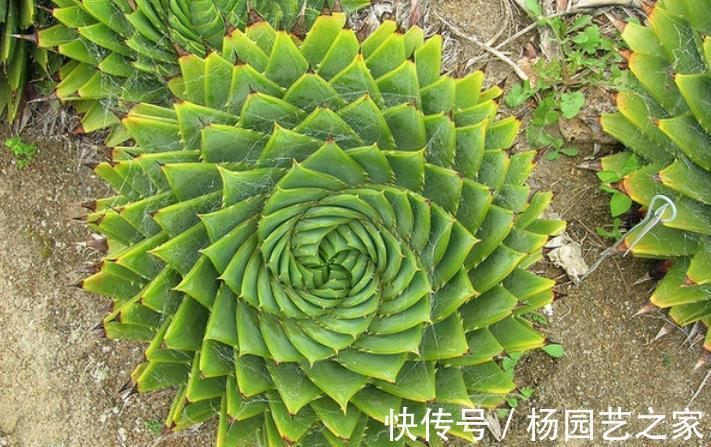 逆袭|螺旋芦荟的逆袭：幼苗人人买得起，养5年身价抵白领半年工资