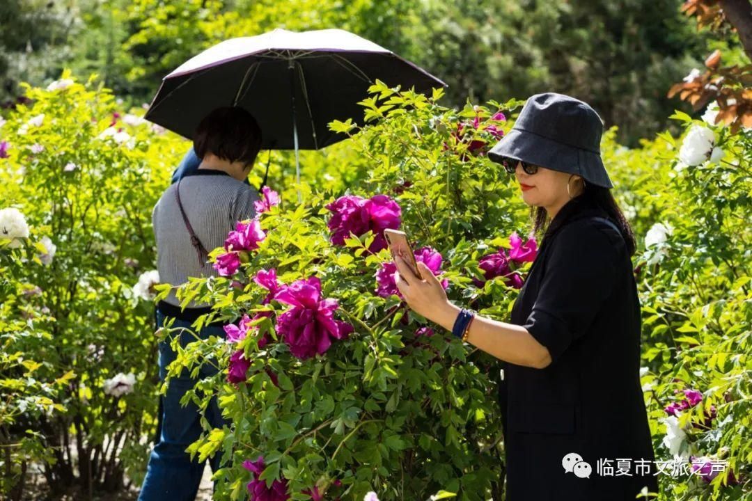 沁园春 观河州牡丹有感