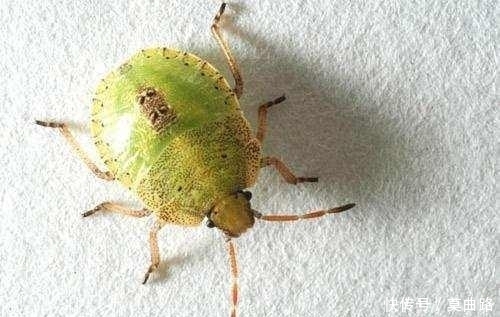 相约|全家相约爬山误食「笑脸葡萄」差一点就死在山上!请谨记爬山常识