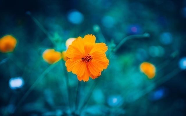 阳台养花蚊子多?自制3种“驱蚊水”,傍晚喷一喷,蚊子不见踪影