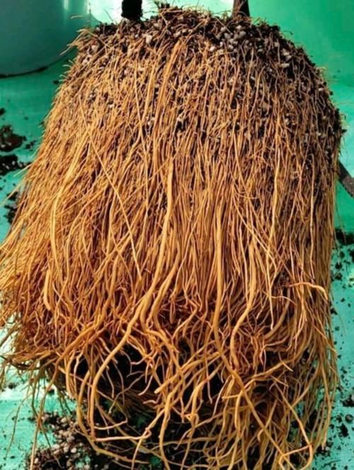 月季、绣球、铁线莲，春季换盆“别犹豫”，萌芽多，长势好