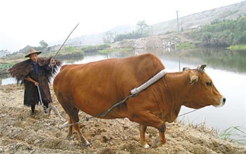 牛肉|“小二,来两斤牛肉”,古人吃肉真那么随意?别再被古装剧给骗了