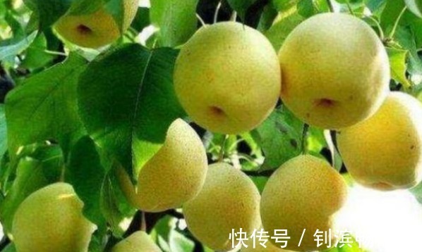 胆固醇|梨润肺止咳、降低胆固醇,农民重点只需掌握一点,种出高产的果梨