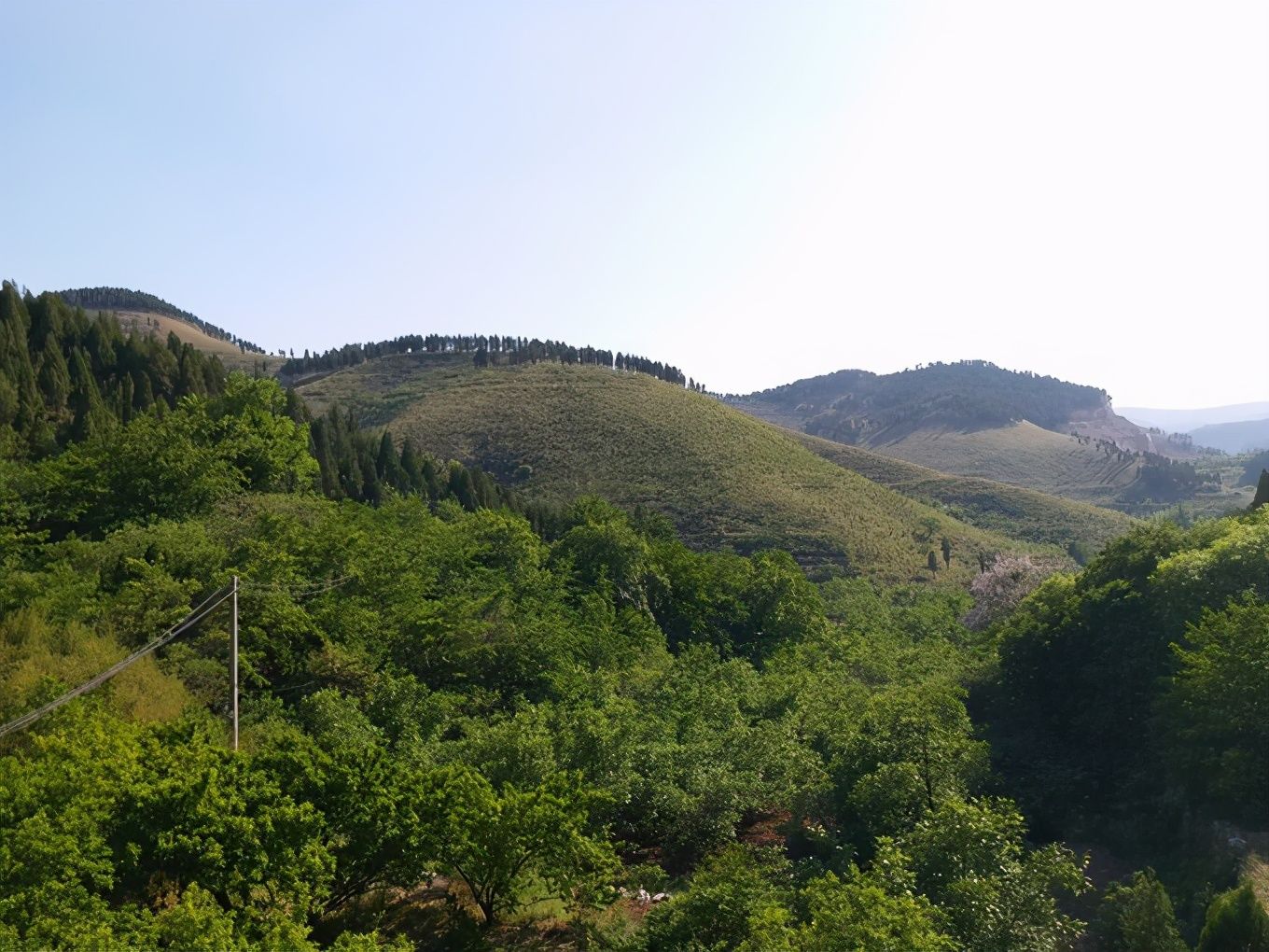 古树|淄博隐藏在大山深处的传统村落，据说是古树最集中的地方