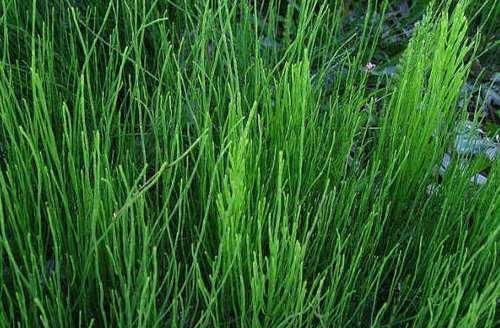 节节草|农村一株不起眼的野草,没想到还是我们日常生活中最重要的中草药