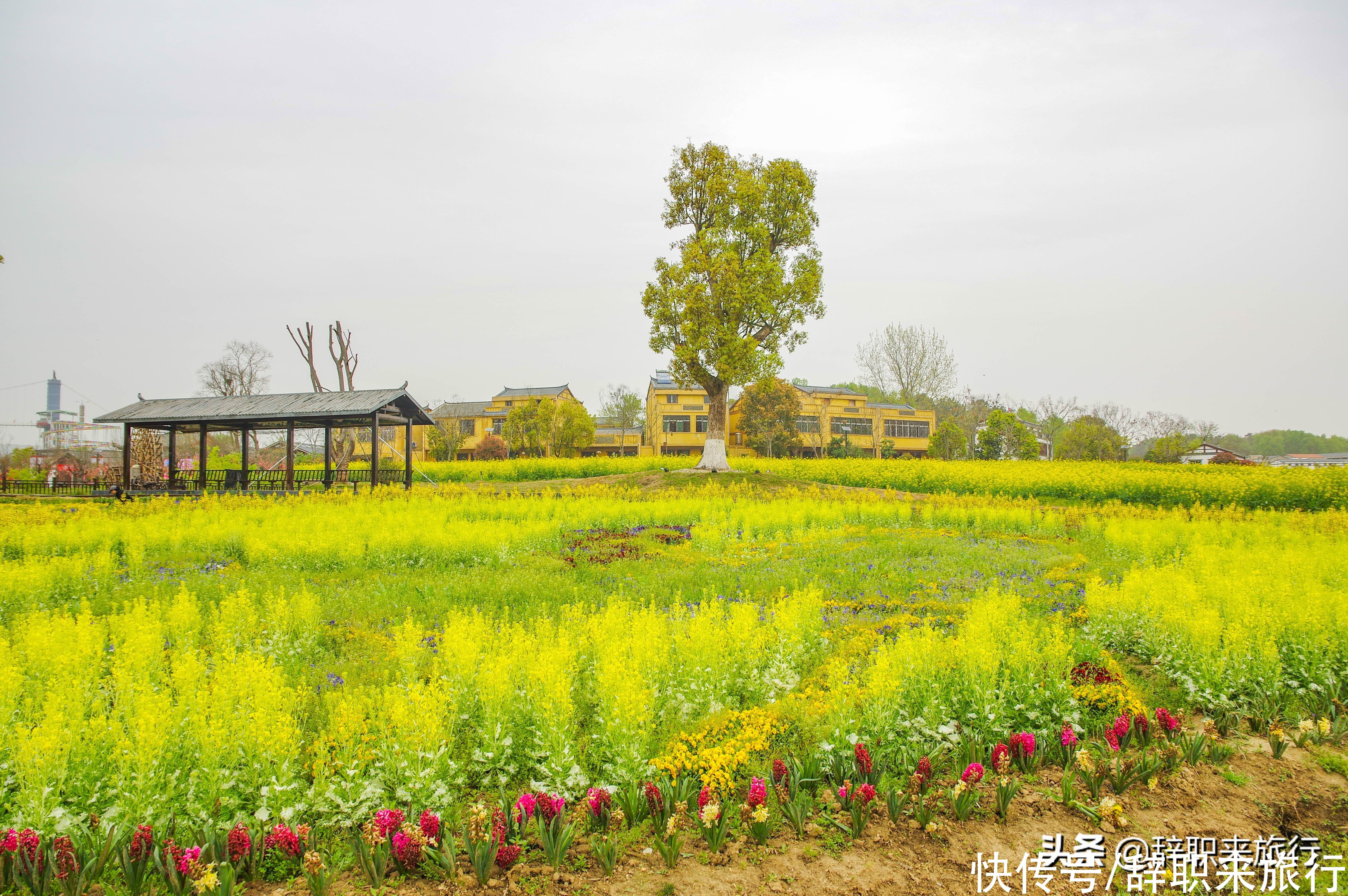 五一武汉最具性价比的旅游地，人少景美，花海绚烂，错过就是遗憾