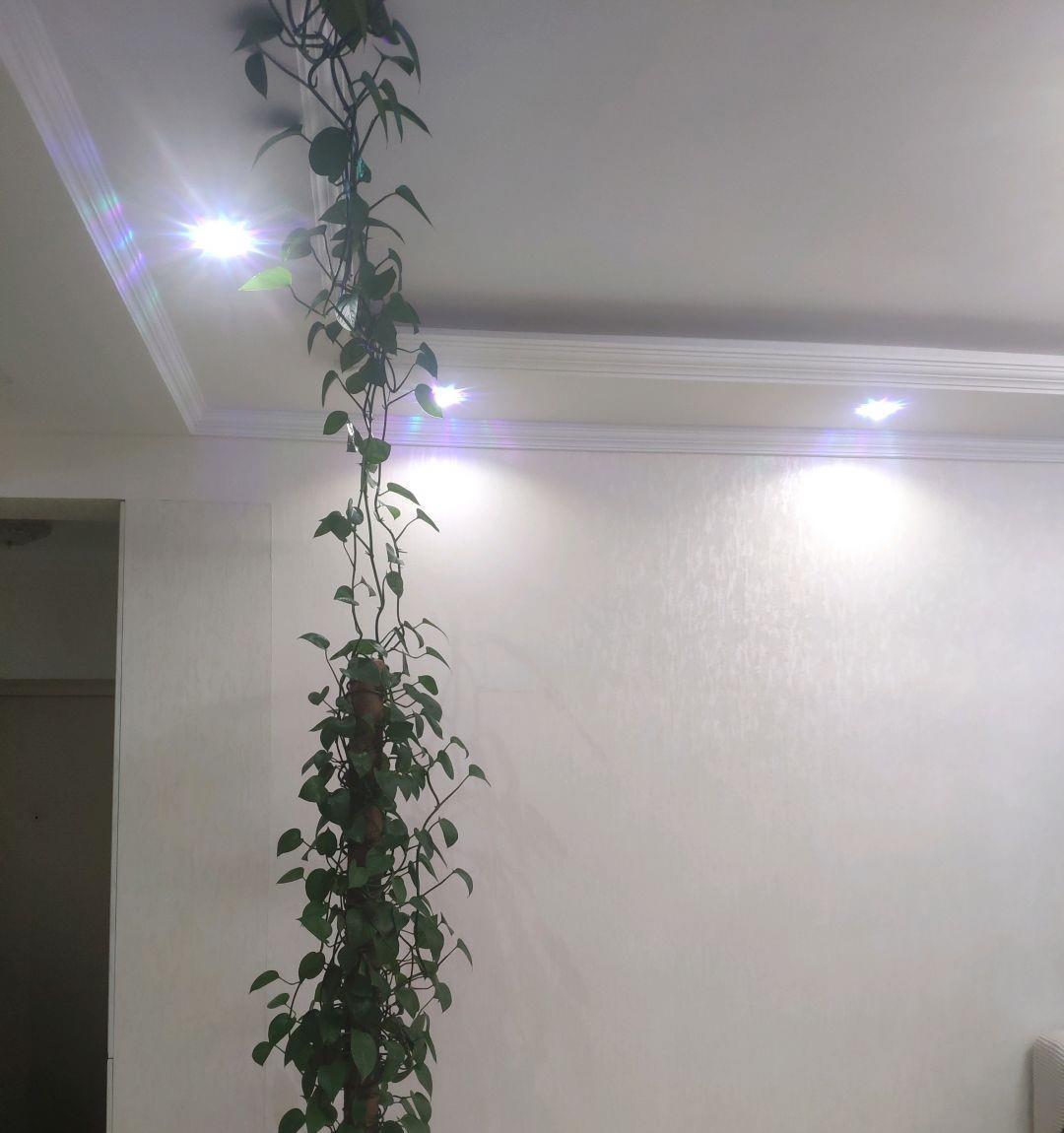 养绿萝多“喝三种水”,枝条长出三米长,绕着屋墙爬