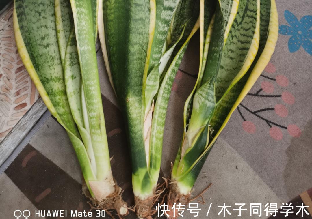 7种花,立秋后换盆,秋冬才能越养越好