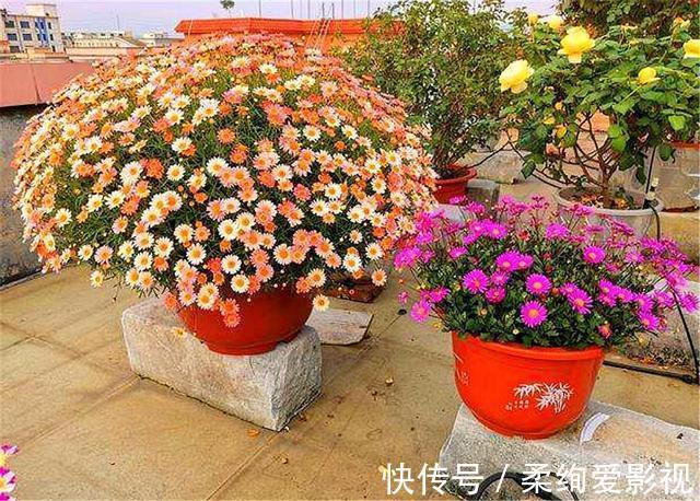 天竺葵|阳台适合养的“6种花”,花色丰富,花期长,一直赏花六个月