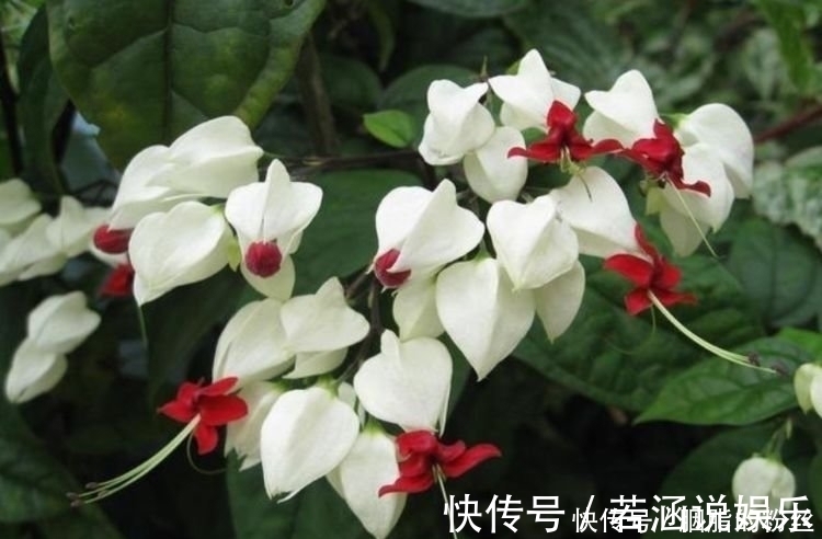 高颜值|4种“高颜值花”，华贵漂亮，花开富贵、第一种已经被迷住了！