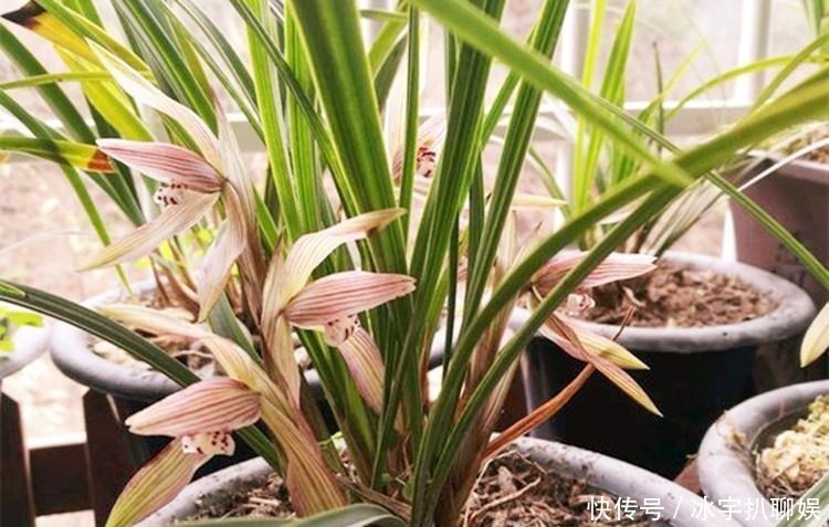 豆浆|兰花爱喝这种“催花水”,什么淘米水、过期药都不如它,简单实用