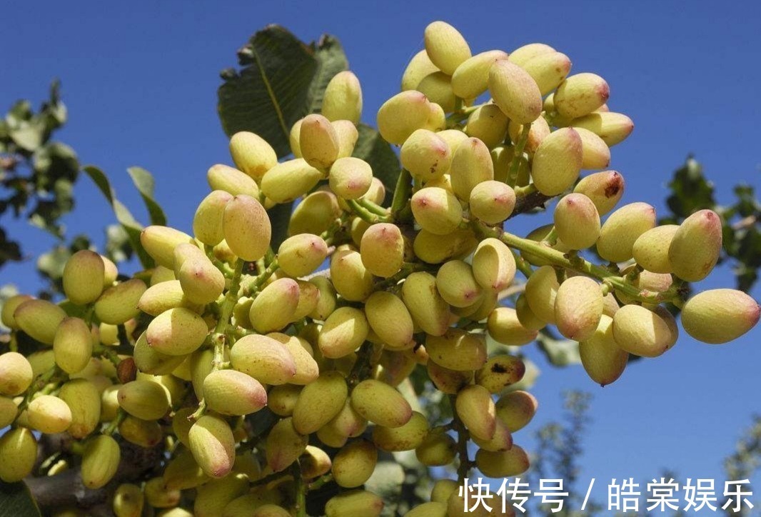 糖尿病人|早餐吃一果,专克高血糖、血脂,再也不饿得心慌了,糖友早知早好