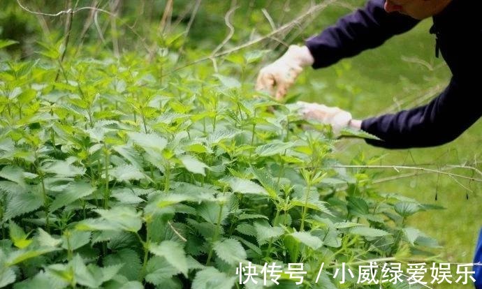 慢性皮肤病|农村的“咬人草”, 竟是“百草之王