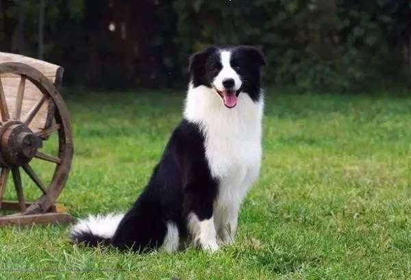 地球上智商最高的狗狗top30 边境牧羊犬公认第一 你喜欢吗 快资讯