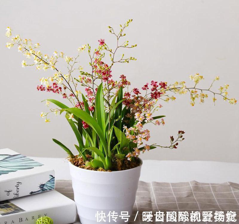 养护|6种“香水花”冬天不怕冷，越冷越香艳，雍容贵气，进屋染香气