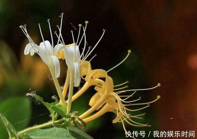  农村|在农村，很多人并不知道这些花是可以吃的，你吃过几种？