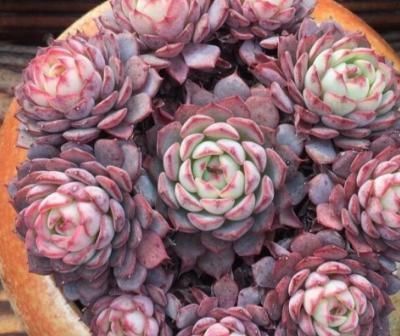 为何别人的肉肉轻松就爆盆,原来他们种了这种会生“宝宝”的多肉