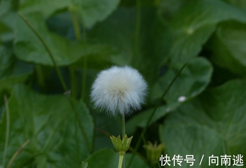 芳华|8天后，苦苦追寻，鬓边芳华，破镜重圆，用心抉择，走遍海角天涯